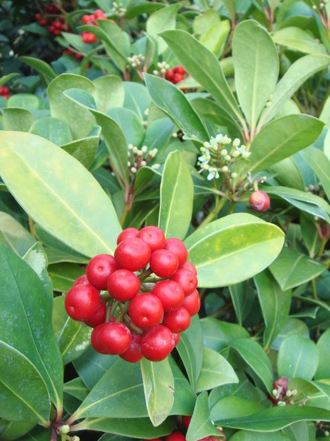 Skimmia japonica fruit et fleur